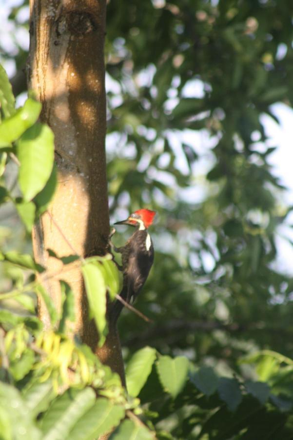 El Toucan Loco Floating Lodges Tierra Oscura ภายนอก รูปภาพ